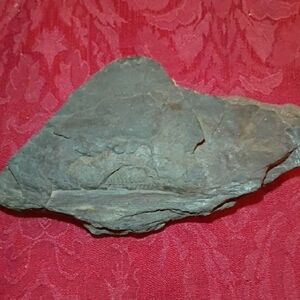 Large 2 sided Fern Fossil🌿 With several Petrified Wood Inclusions